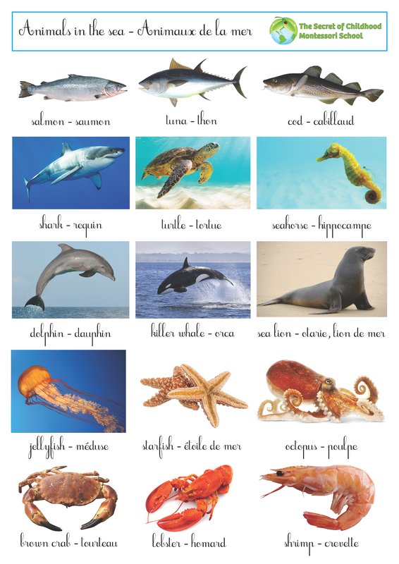 Poster sur les animaux de la mer